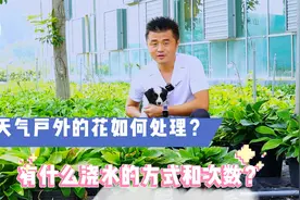 高温天气户外的花如何处理？有什么浇水的方式和次数？