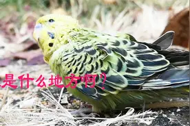 我家鹦鹉第1次接触外面的世界，有些陌生的感觉，但是玩的真高兴视频封面
