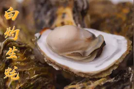 汕头南澳生蚝上市了，历时8个月的成长，个个壳薄蚝肉饱满视频封面