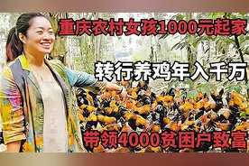 重庆农村女孩1000元起家，转行养鸡年入千万，带领4000贫困户致富视频封面