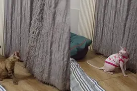 7只猫咪半年时间将窗帘撕咬成流苏状，主人自我安慰：挺有艺术感视频封面