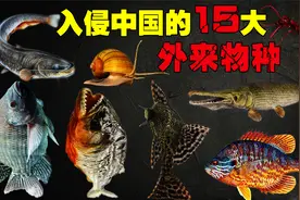 入侵中国的15大外来物种，非洲螺无人敢吃，小龙虾却被吃成濒危？