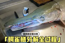 地球上存活一亿年的鳄雀鳝鱼分解全过程，这鱼皮是真硬视频封面