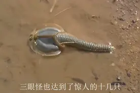 四川地震后出现远古鲎虫，三只眼睛灌满稻田，这是为什么？视频封面