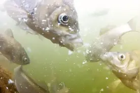 钓鱼饵料是关键，水底实拍，雾化饵料的诱鱼效果真的太厉害了