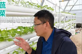青菜才栽种10天，长势很快，管道水培种植很不错视频封面