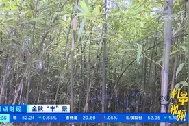 四川乐山：竹笋采摘忙，村民喜丰收|正点财经视频封面