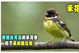 原来在我国随处可见的禾花雀，吃了真能壮阳？为何现在看不见了？