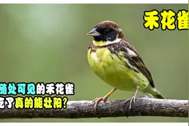 原来在我国随处可见的禾花雀，吃了真能壮阳？为何现在看不见了？