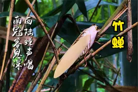 竹编还能编小动物？农村大叔巧手一动，指尖的魔法好神奇视频封面