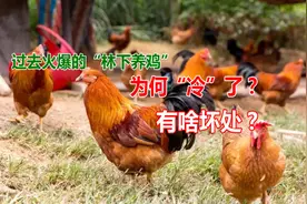 过去火爆的林下养鸡为何“冷”了？有啥坏处？果农：谁养谁后悔