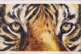 【羊课网】写实画_透过老虎的眼睛，你看到了什么？
