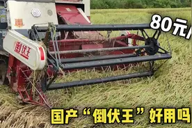 国产"倒伏王"收割机好用吗？单价80元/亩，倒伏水稻收割真不赖！