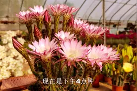 最普通的仙人球，也是最美的！家中这种带刺球，记住窍门群开美爆