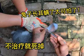 兔子耳朵长耳螨太可怕了，不治疗脑袋都能烂掉，看老师傅怎么治疗视频封面