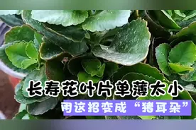 长寿花叶片太小单薄，用这几个“小方法”变成肥胖的“猪耳朵”视频封面