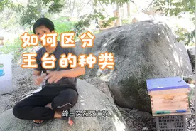 蜜蜂造王台，如何区分是那种王台，分蜂王台，急造王台，交替王台视频封面