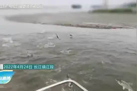 震撼！长江镇江段出现鱼群跃出水面景象视频封面