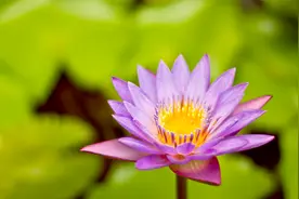 日出江花红胜火，春来江水绿如蓝。--  白居易：《忆江南》视频封面