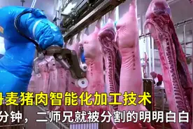 丹麦猪肉智能化加工技术，5分钟时间，二师兄就被分割的明明白白视频封面