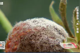 红草莓为什么会变成灰草莓？为保颜值，它们天天照镜，越照脸越红视频封面