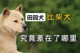 田园犬比柴犬，究竟差在了哪里？视频封面