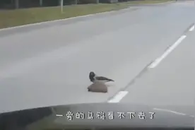 乌鸦热心帮刺猬过马路，不停猛啄刺猬屁股-快走快走，赶路要紧