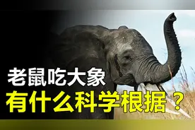 大象真的怕老鼠？真实的老鼠，会如何对付大象呢？视频封面