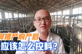 母猪产前产后正确控料方法，让母猪产仔快，产后恢复快，学会了吗视频封面