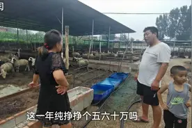 农村养羊挣钱吗？农村媳妇养800只羊告诉你真实利润，说来别不信视频封面