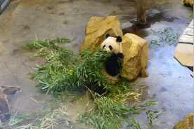 中国国宝大熊猫在荷兰过得怎么样？受委屈了吗？实拍荷兰熊猫馆视频封面