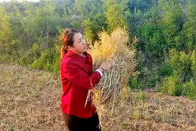 梅姐回老家帮兄弟割油菜，有说有笑真热闹，一家人再苦再累也轻松视频封面