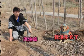 金毛拉的屎干燥且刺鼻，有股汽油味并且能点着火，把金毛给吓坏了视频封面
