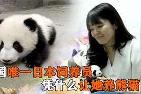 中国唯一的日本饲养员，凭什么让她来养熊猫视频封面
