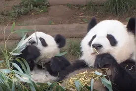   国宝大熊猫在美国有多受欢迎？动物园被吃垮人们也不愿送走视频封面