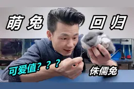 小巧可爱的侏儒兔，被誉为宠物兔中的极品，像极了毛绒玩具视频封面