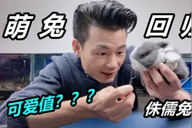 小巧可爱的侏儒兔，被誉为宠物兔中的极品，像极了毛绒玩具视频封面