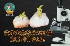 发芽的大蒜还能吃码？