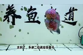 给罗汉鱼驯食鱼饲料，一次性成功，全在平时的养功上视频封面