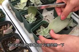 多肉叶插后，老叶片也能这样处理，处理得好还能获得芽头视频封面