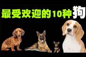最受欢迎的10种狗狗排行榜，如果您不知道养什么狗，可以来借鉴下