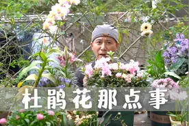 杜鹃花品种差异大，勤花的开四季，耐寒的零下20度冻不死视频封面