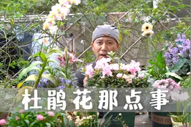 杜鹃花品种差异大，勤花的开四季，耐寒的零下20度冻不死视频封面
