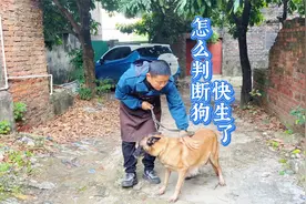 母狗分娩前有哪些预兆？看完这个视频，你也是养狗高手