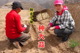 陕北黄土高原农民，你知道大蒜怎么种吗？看看农村小徐怎样种大蒜