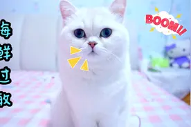 小猫咪海鲜过敏，却被哥哥强迫吃下小鱼干视频封面