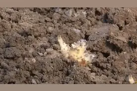 农博：土豆上长黑斑，就是患了黑痣病，会影响马铃薯的产量和品质视频封面