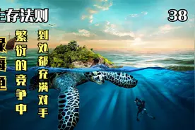 绿海龟求偶之战，撕咬对手生殖器，为了完成交配，夫妇俩被沉海底视频封面