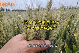 小麦进入这个时期后，千万不要再浇水，不然会造成减产视频封面