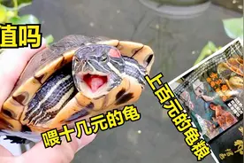 上百元的龟粮喂十几元的龟是种什么体验？这样做值吗视频封面